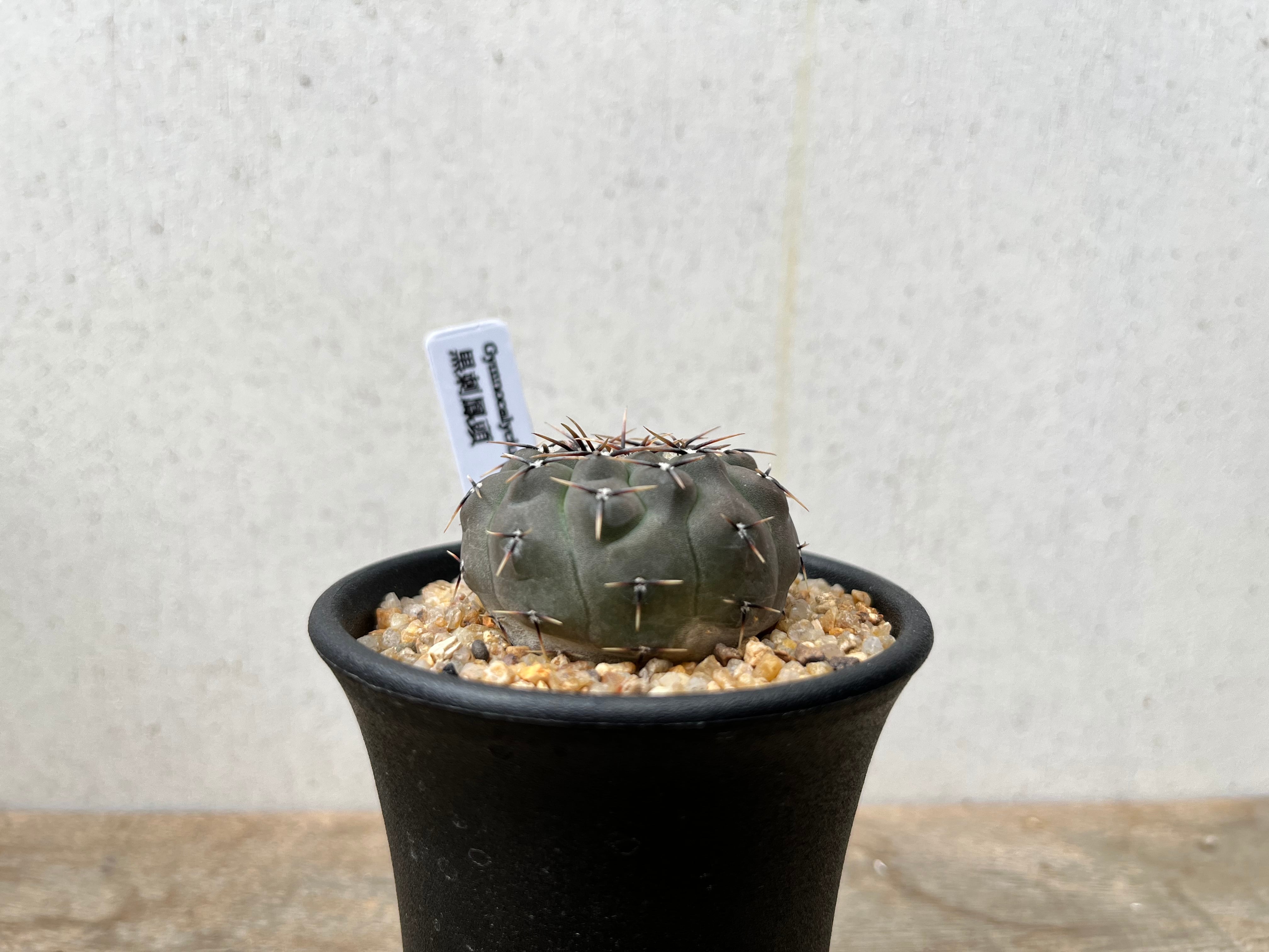 Gymnocalycium asterium　ギムノカリキュウム　黒刺鳳頭　サボテン | plants MARU ー  多肉植物・サボテン・園芸グッズのお店 ー powered by BASE