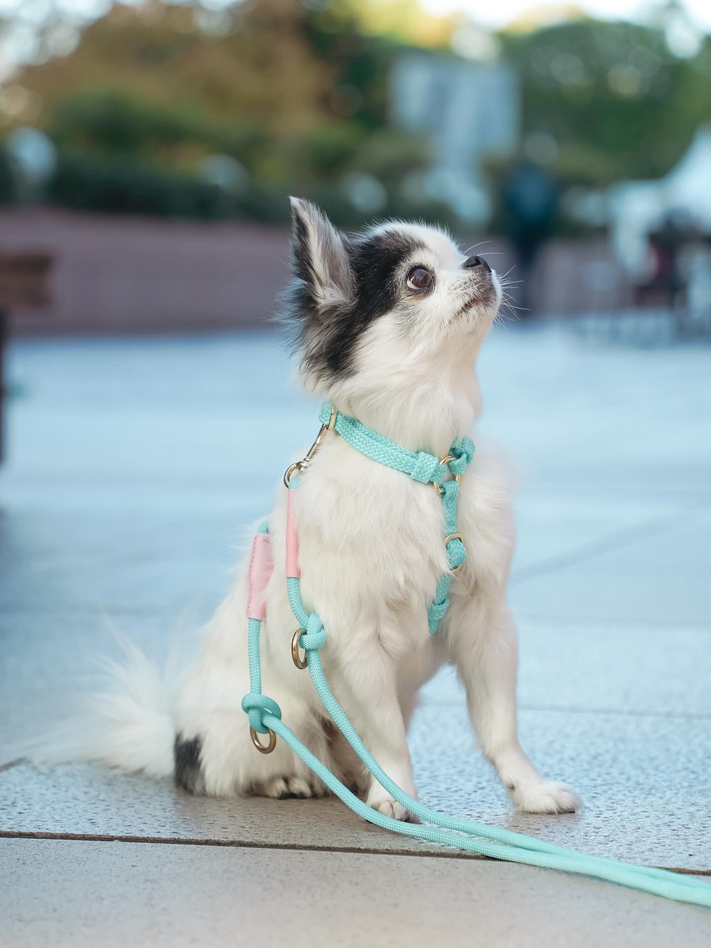 3.5KG】ロープハーネス/ Brand New Planet | ペット用品