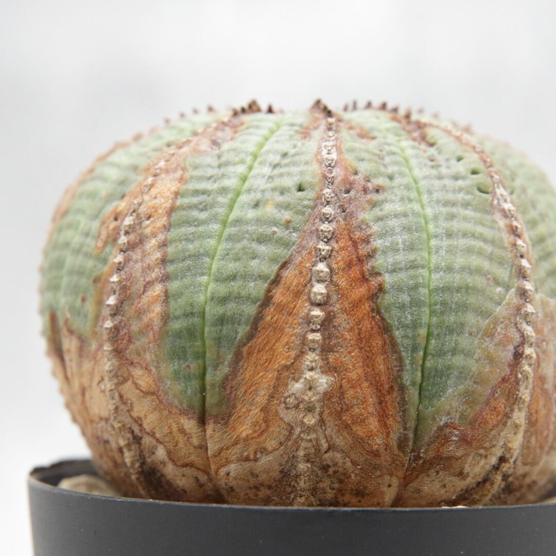 オベサ プチモンスト 木質化 Lighthouse Plants 海外実生株のオベサを中心に 輸入植物を扱うプランツショップ