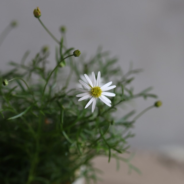ブラキカム　ホワイティ　よく咲くお花　野原のような寄せ植え　自然な感じ　白いお花　寄せ植えにオススメ　宿根草、爽やかな寄せ植えに