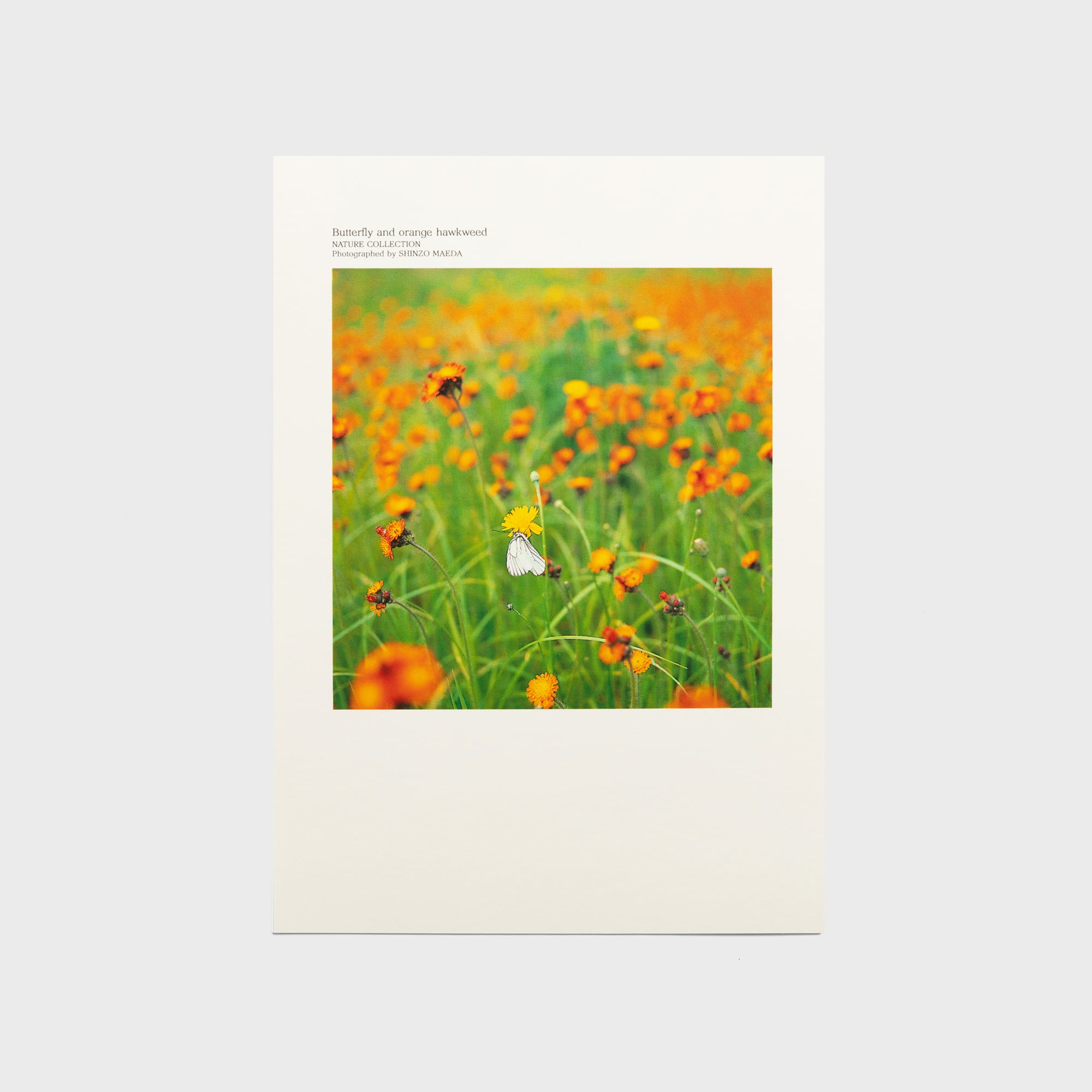 PASTEL FLOWERS〈ポストカード12枚セット〉 | 拓真館 TAKUSHINKAN