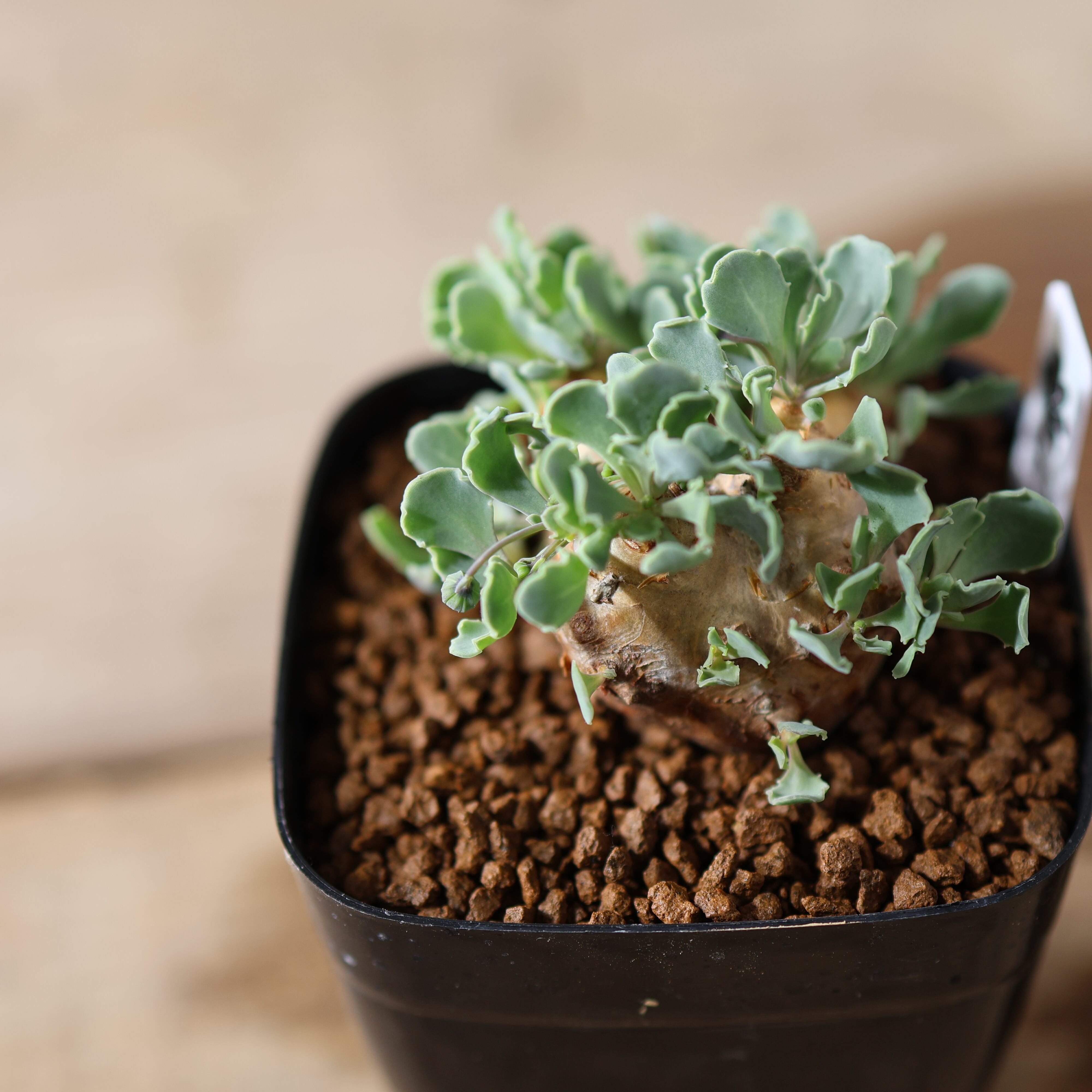 504『オトンナ カカリオイデス』 観葉植物【送料無料】 | MARX PLANTS