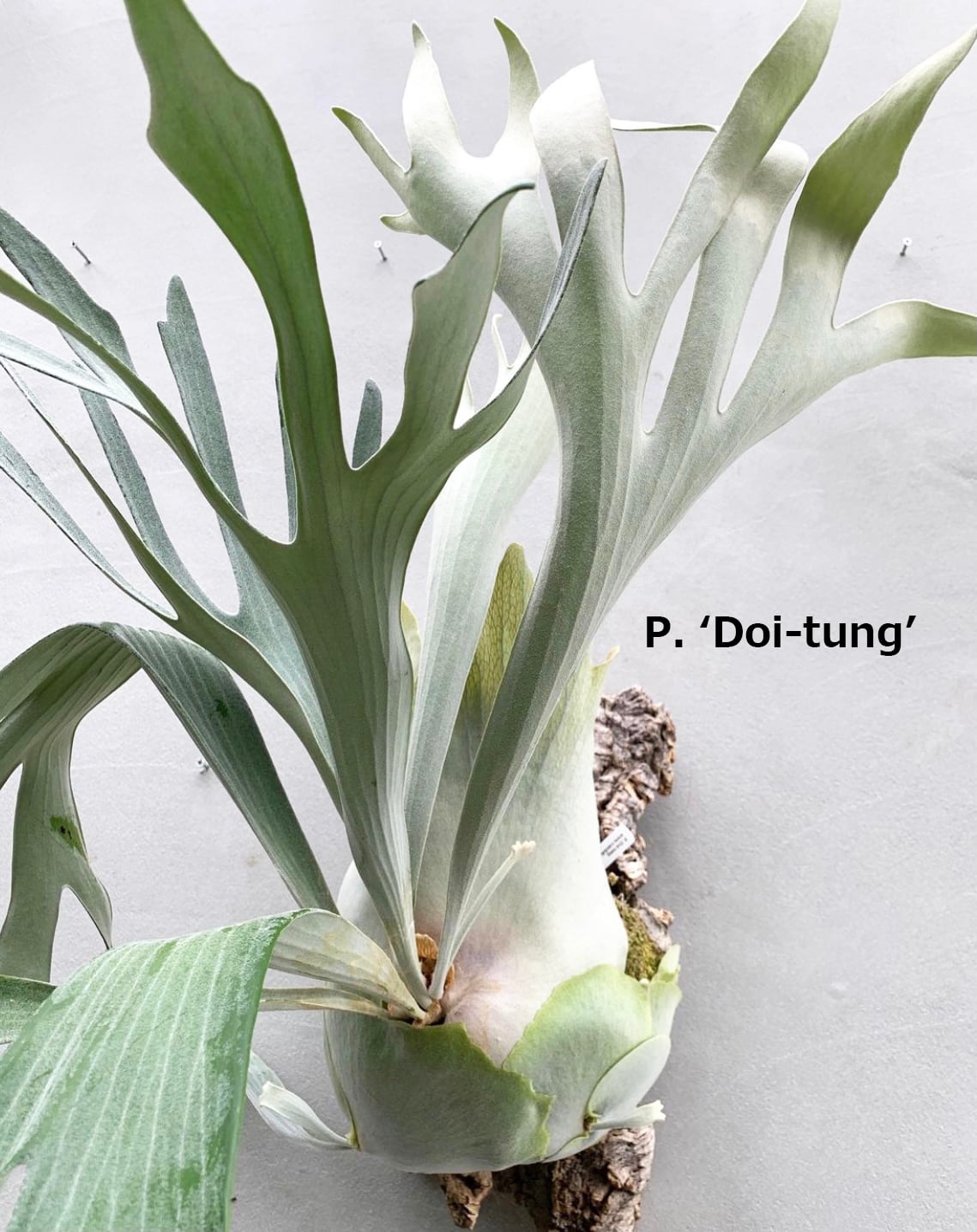 p.Rod Pattison sporelingロッドパティソンビカクシダ c) P. hillii 'Rod Pattison' (RP) spore grown ② ビカクシダ ヒリー