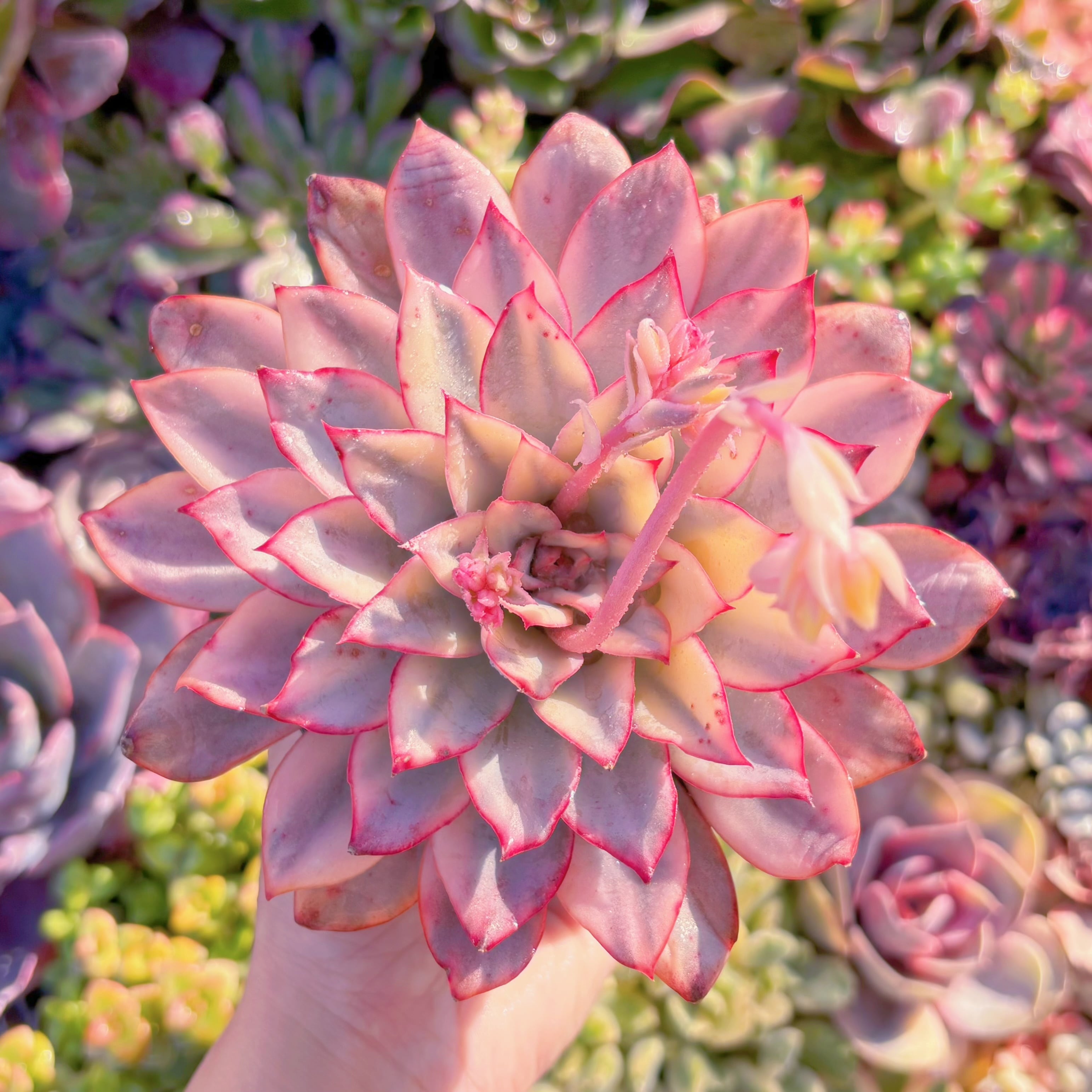 現品　月光女神錦#M035　在庫僅少　るる農園