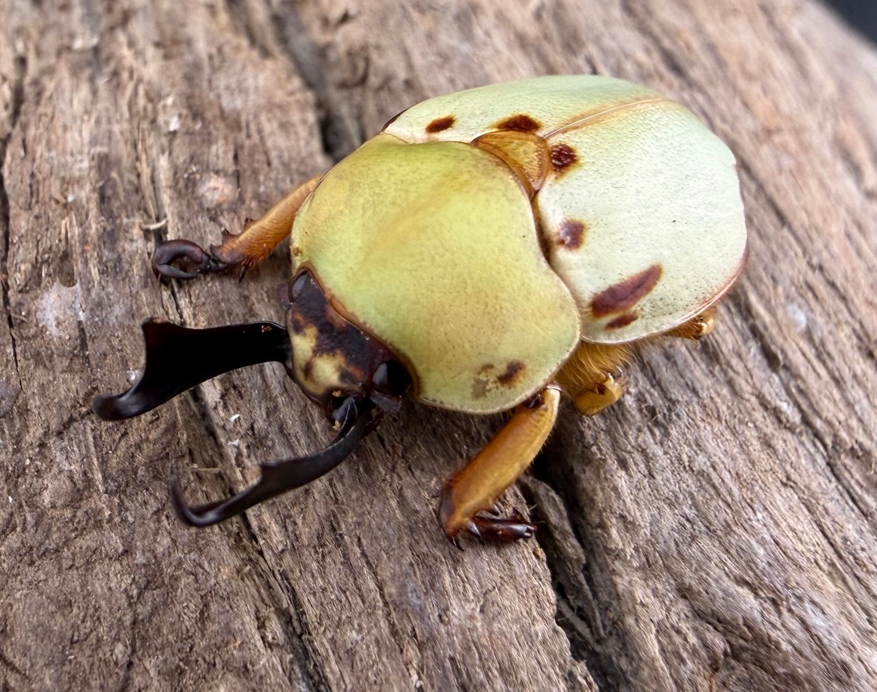 《カツラクワガタコガネ 21mm ペア》
