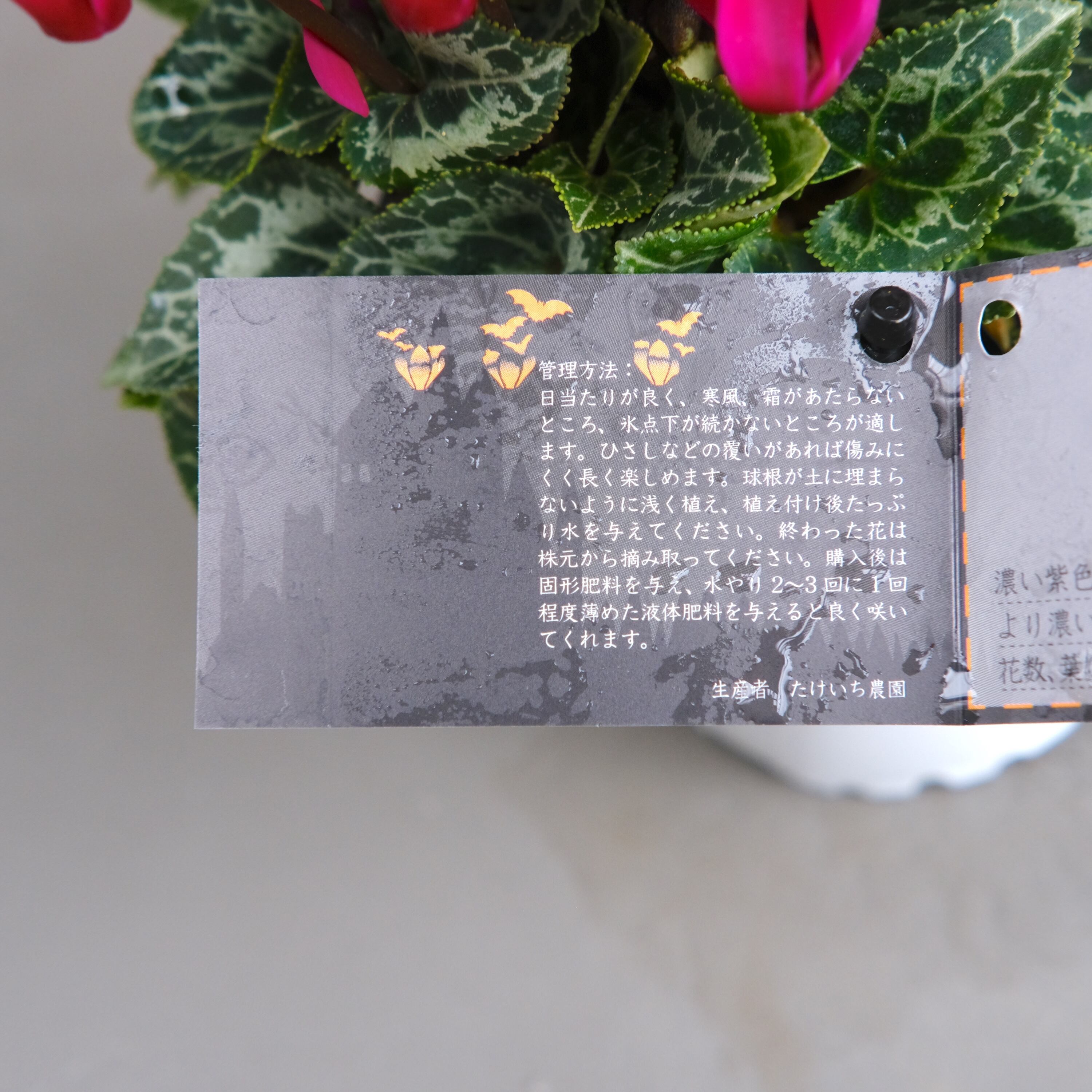 ガーデンシクラメン《 ヴァンパイア 》軽井沢育ち 3号鉢 | グリーン