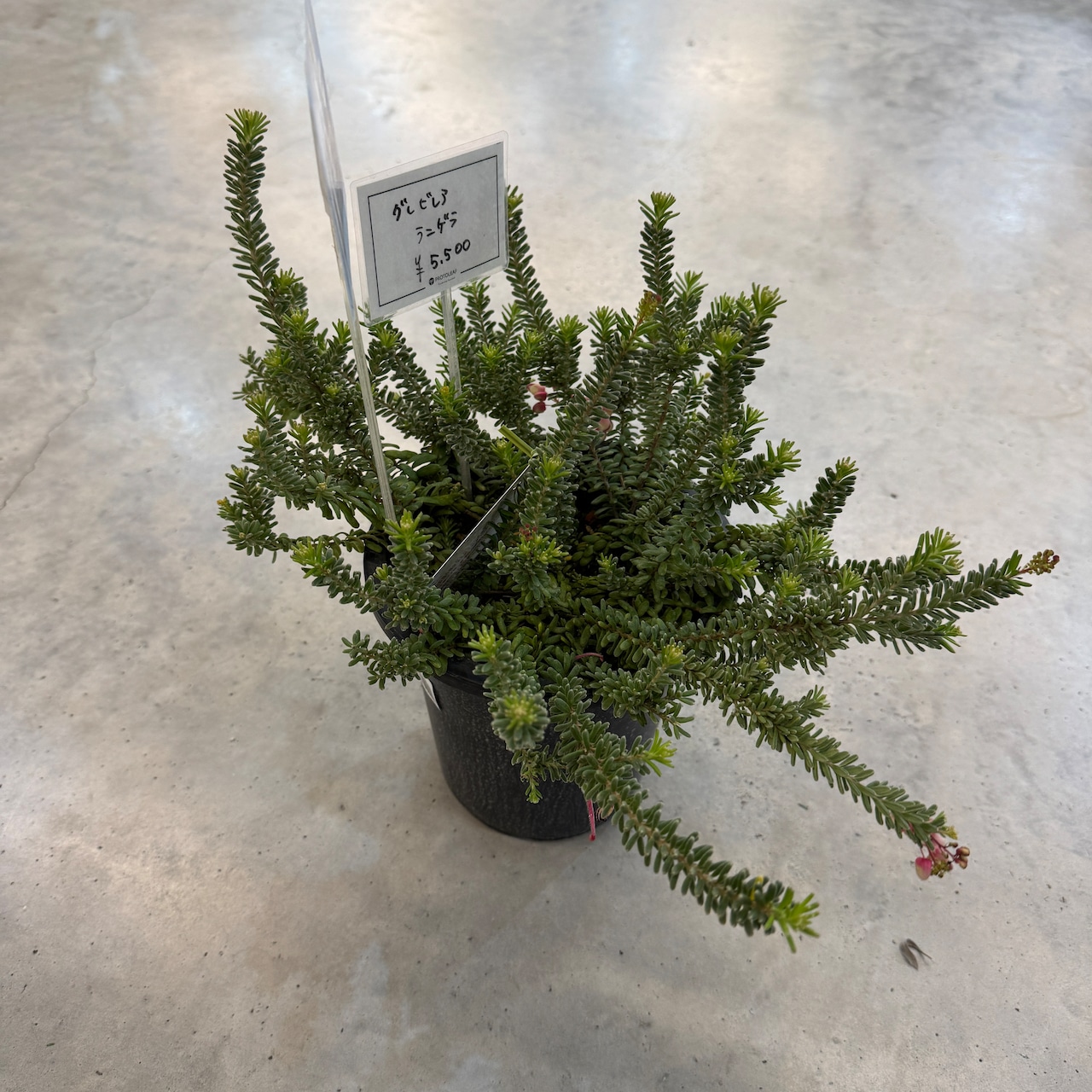 グレビレア　ラニゲラ【207】