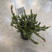 グレビレア ラニゲラ【207】