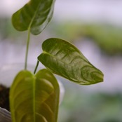 アンスリウム・ベイチー / Anthurium Veitchii / 観葉植物②