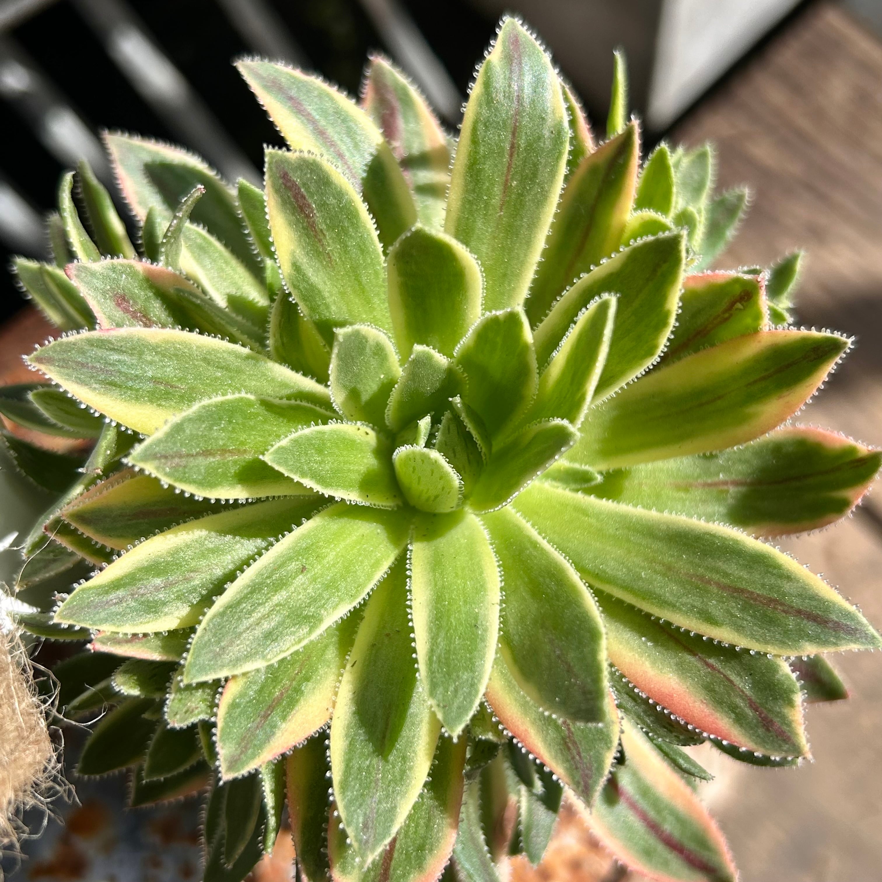 多肉植物アエオニウム❤シムシー錦❤️ シムシー錦(アエオニウム) | RuPo 多肉植物専門店