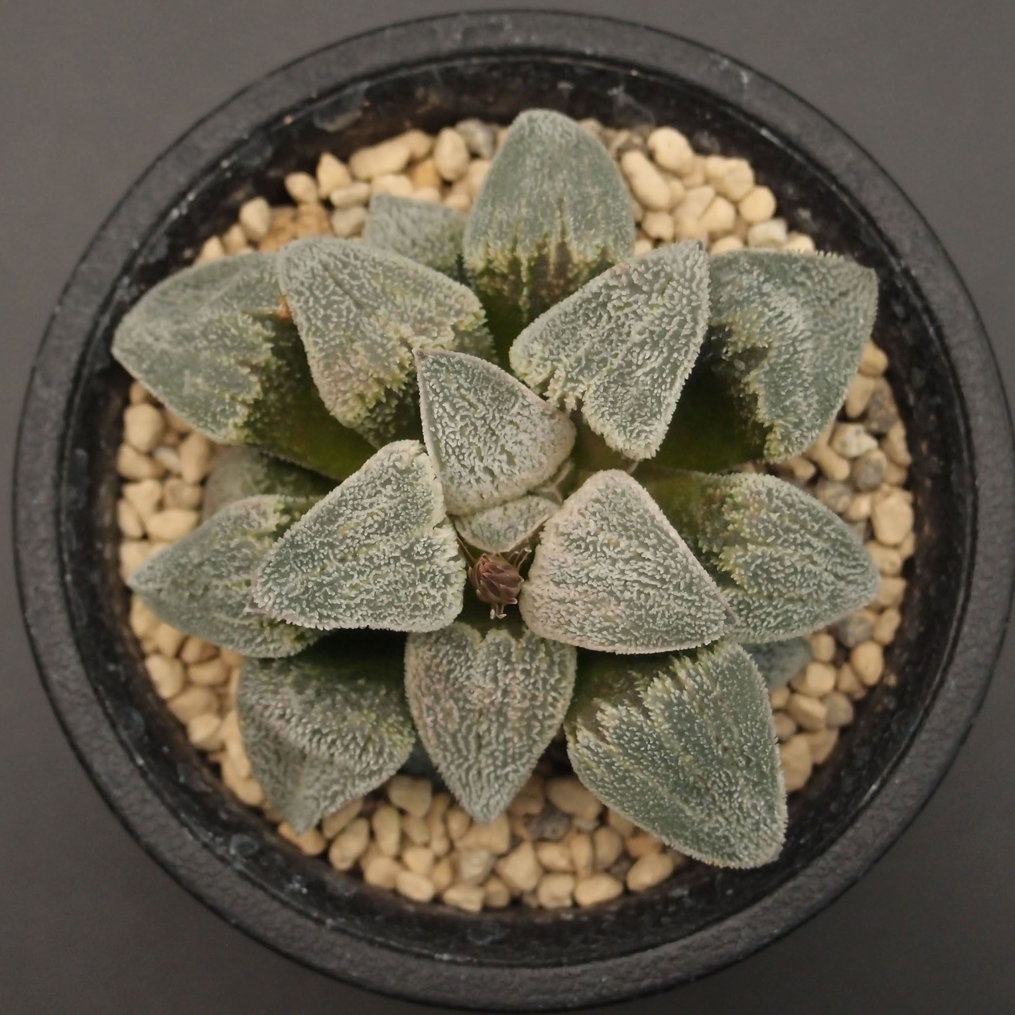 ハオルチア 丸葉ピグマエア錦 園芸ネット本店｜ハオルチア：交配シリーズ（ピグマエア錦×葵