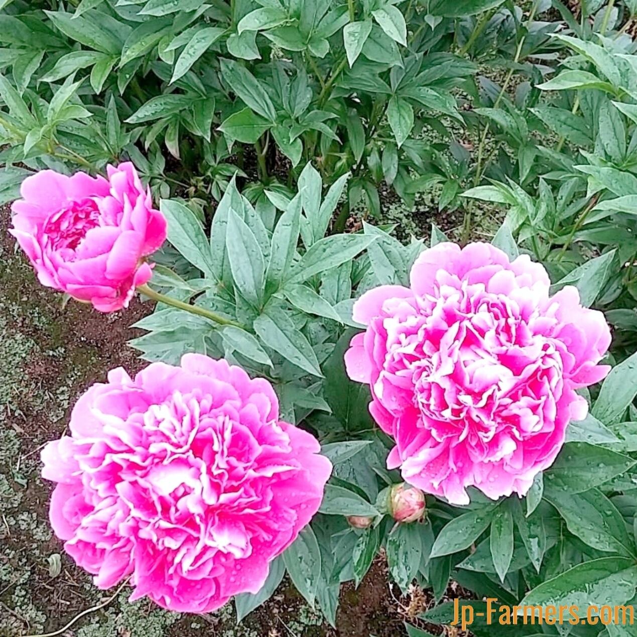 Ja北魚沼農協の芍薬 かぐや姫 大輪 10本 Jp Farmers Com