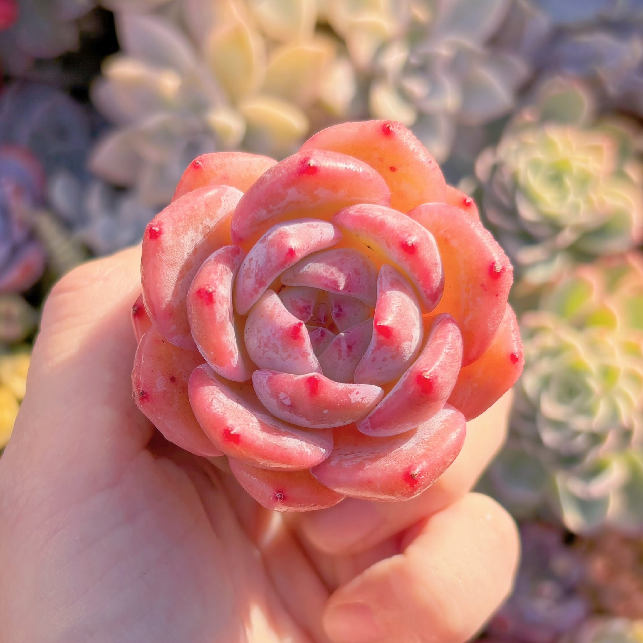 多肉植物　愛神　新入荷　るる農園