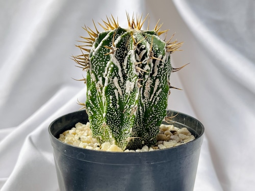 Astrophytum ornatum f.　アストロフィツム　白条複隆般若　ライオン般若　サボテン