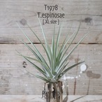 【送料無料】espinosae XL〔エアプランツ〕現品発送T1978