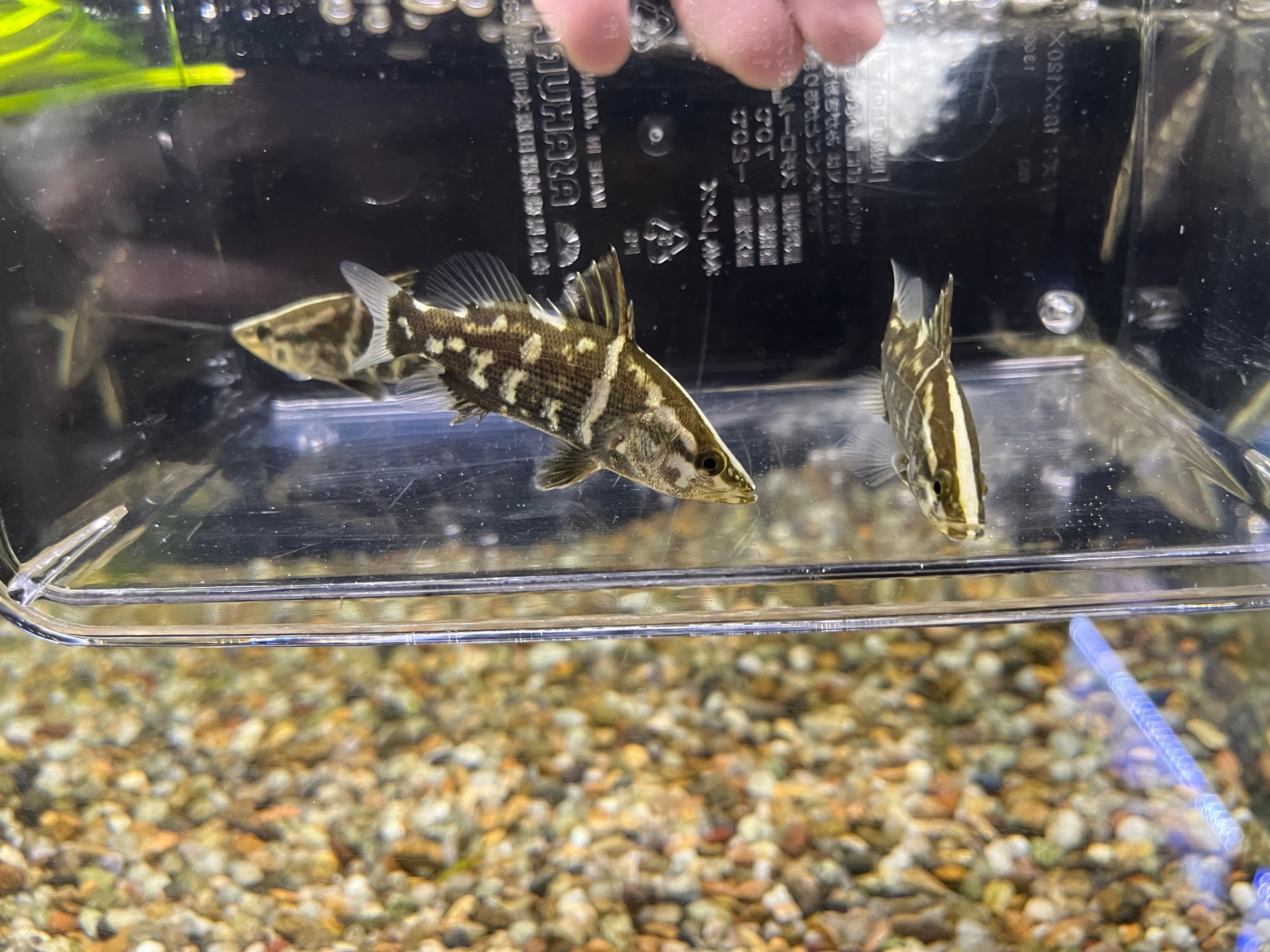 四万十川の怪魚　アカメ　剥製 1匹】四万十便WILD四万十川産アカメ(M)5-6cm | アクアショップロイヤル
