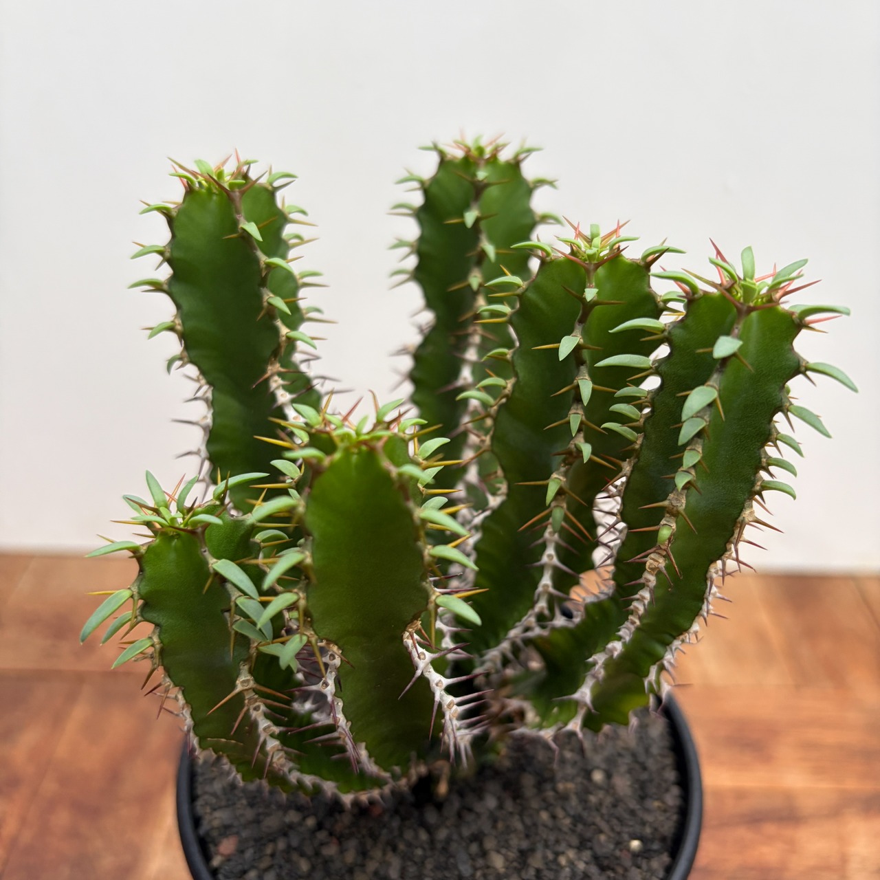 Euphorbia mlanjeana【ユーフォルビア・ムランジーナ】