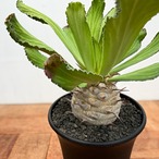 Euphorbia venenifica【ユーフォルビア・ベネニフィカ】