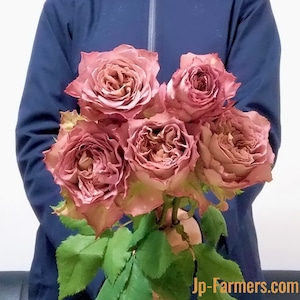 【ウィンターフェア】バラ　 テナチュール　アンティーク調のシックなバラ