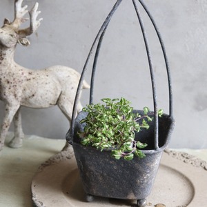 ベロニカレッドラインコンパクター　寄せ植えにオススメ　カラーリーフ　庭、花壇にオススメ　丈夫　初心者にオススメ　