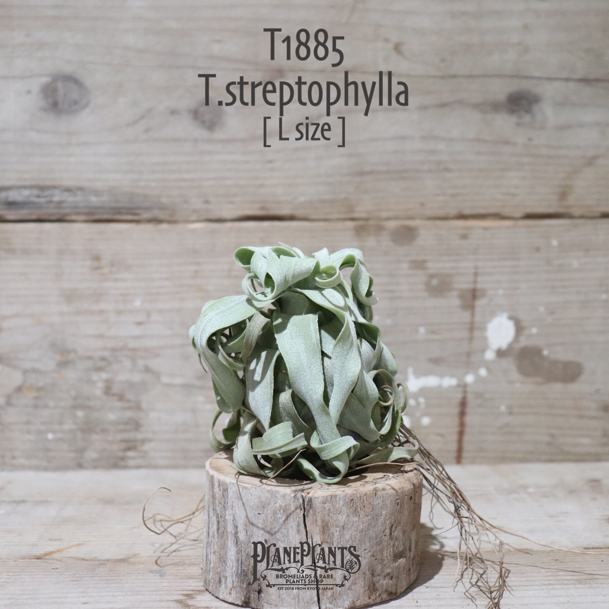 【送料無料】ストレプトフィラ L〔エアプランツ〕現品発送T1885