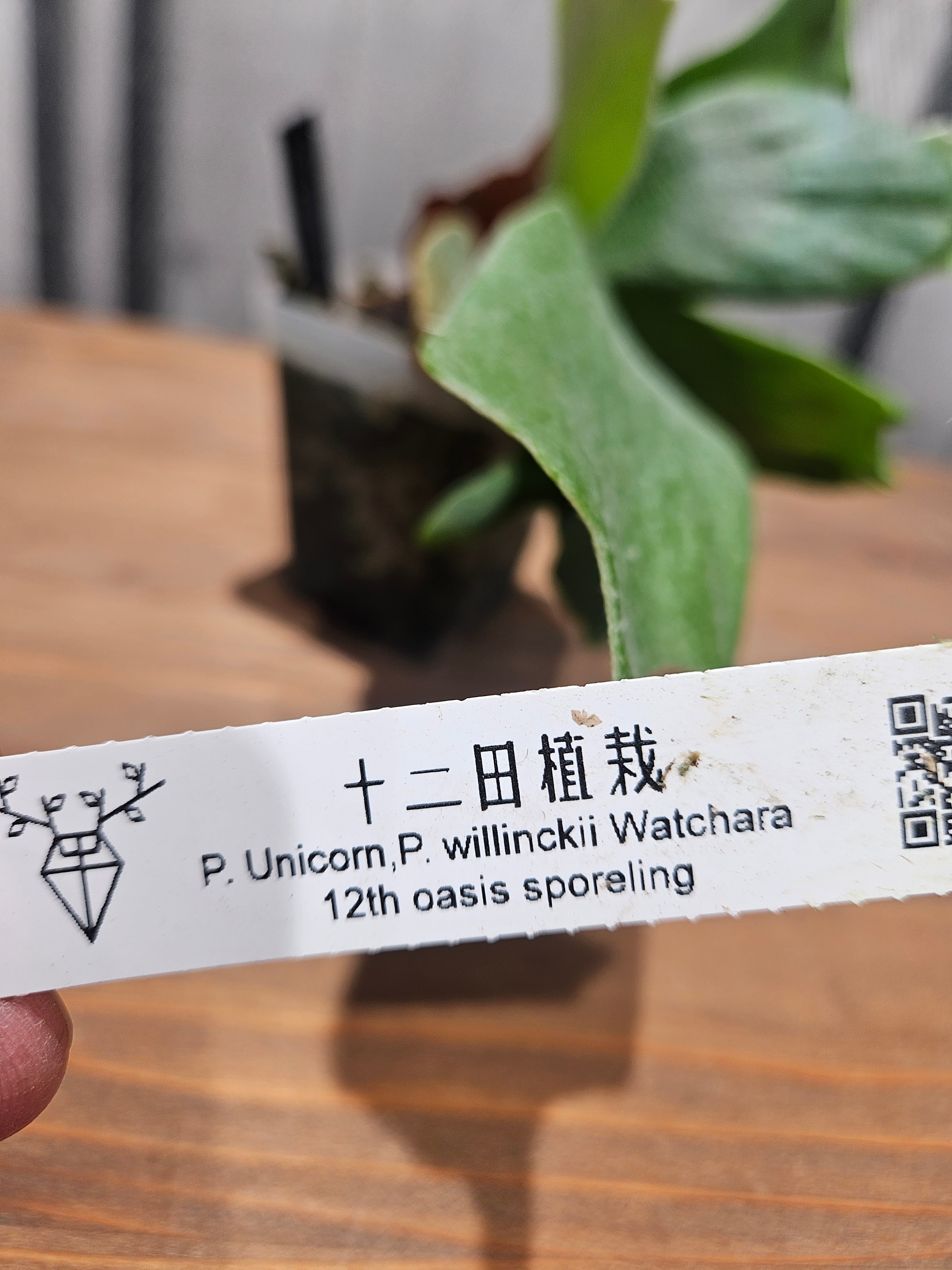 P.willinckii Unicorn × P.willinckii Watchara Sporelings