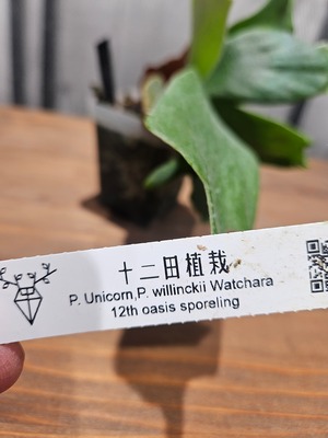 P.willinckii Unicorn × P.willinckii Watchara Sporelings 【artPLANTs/PLANTS GARAGE】 ビカクシダ/Platycerium