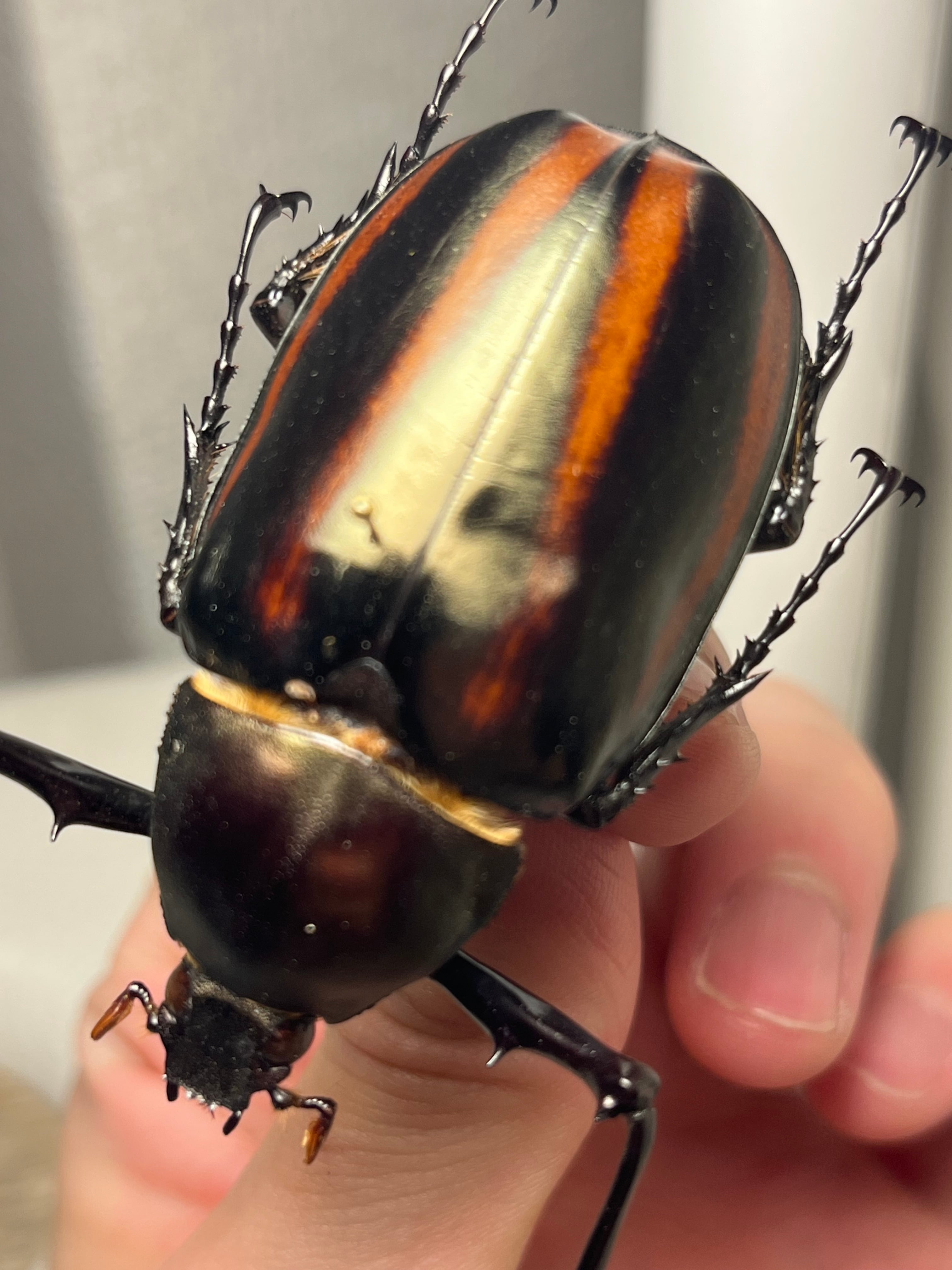 手長黄金最高峰】セスジドウナガテナガコガネ ♂標本 プラチナコガネ