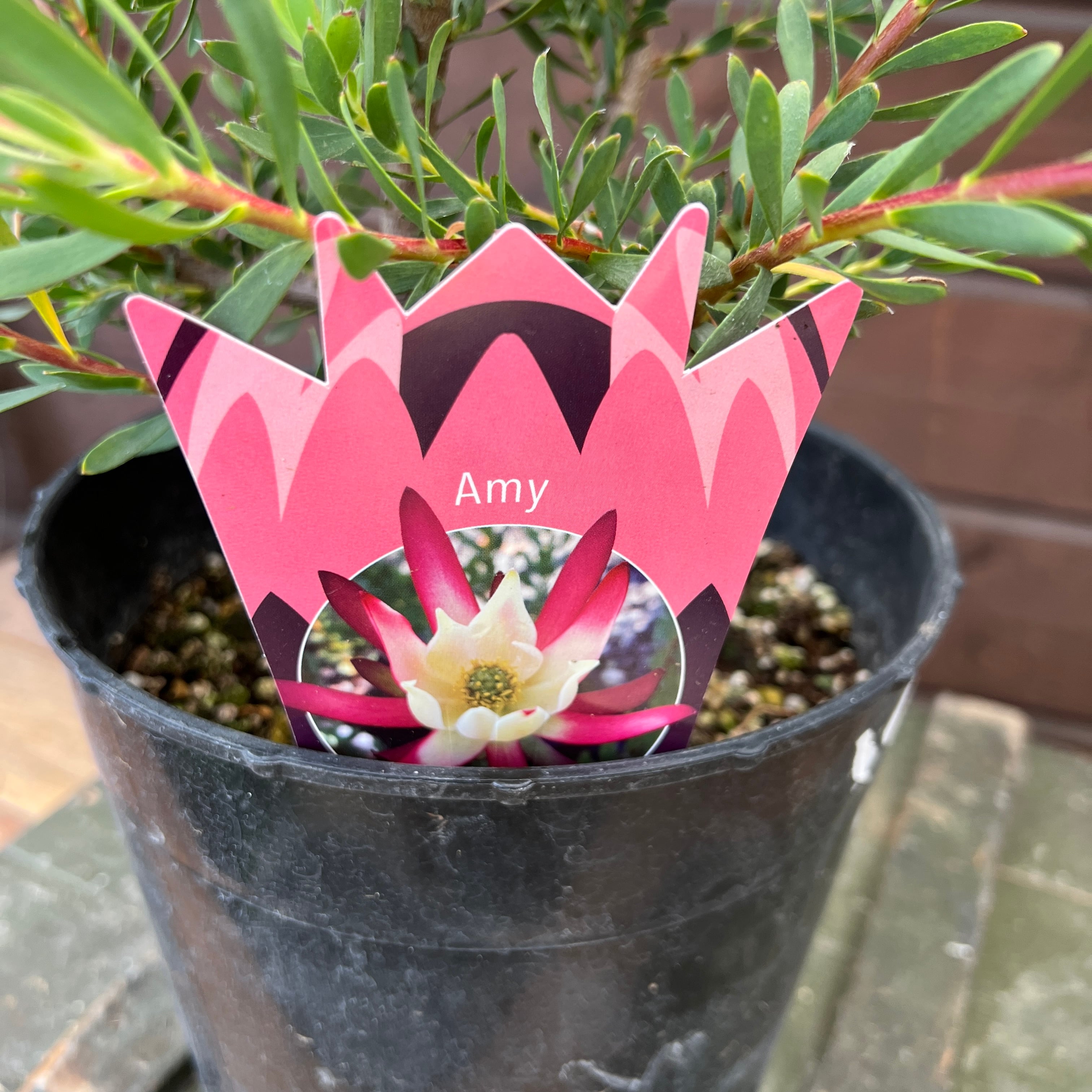 リューカデンドロン エミー | 沼ノ上農園