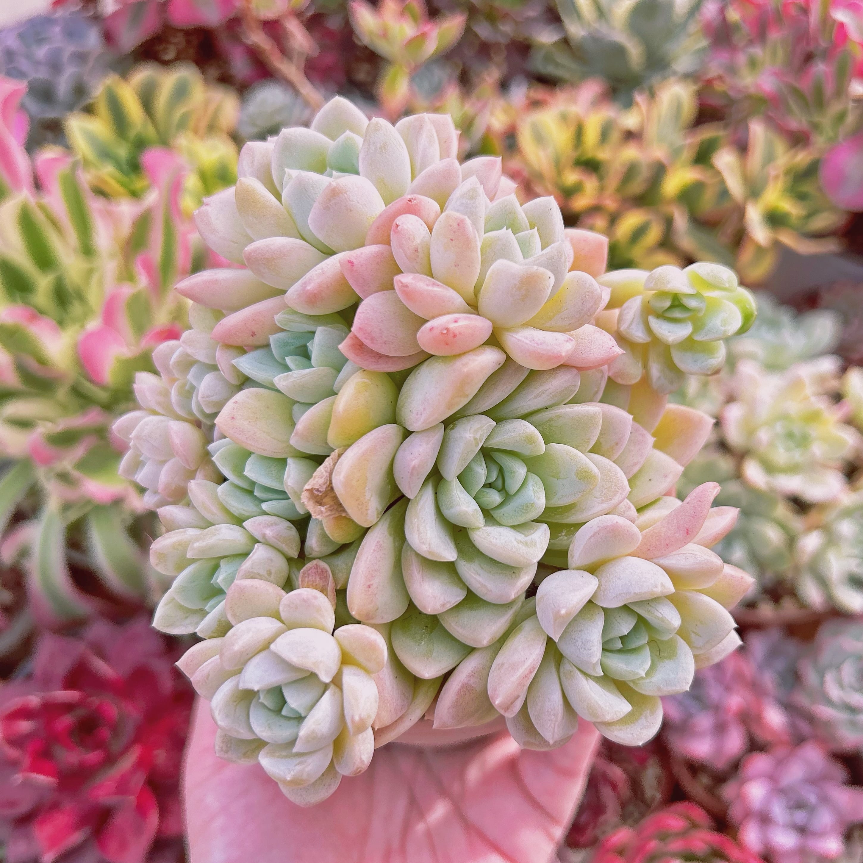 多肉植物　Echeveria  クリーム美人　5頭以上　特大群生