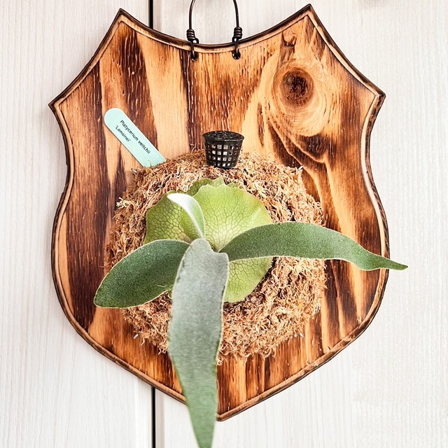 ビカクシダ レモイネイ 板付【観葉植物 室内 コウモリラン】