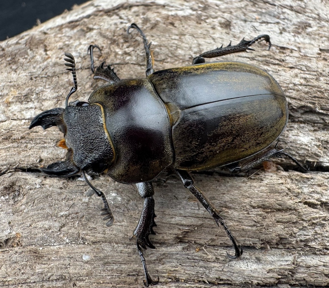 【WD】《ビクトリウスミヤマクワガタ 35.5mm ♀単》