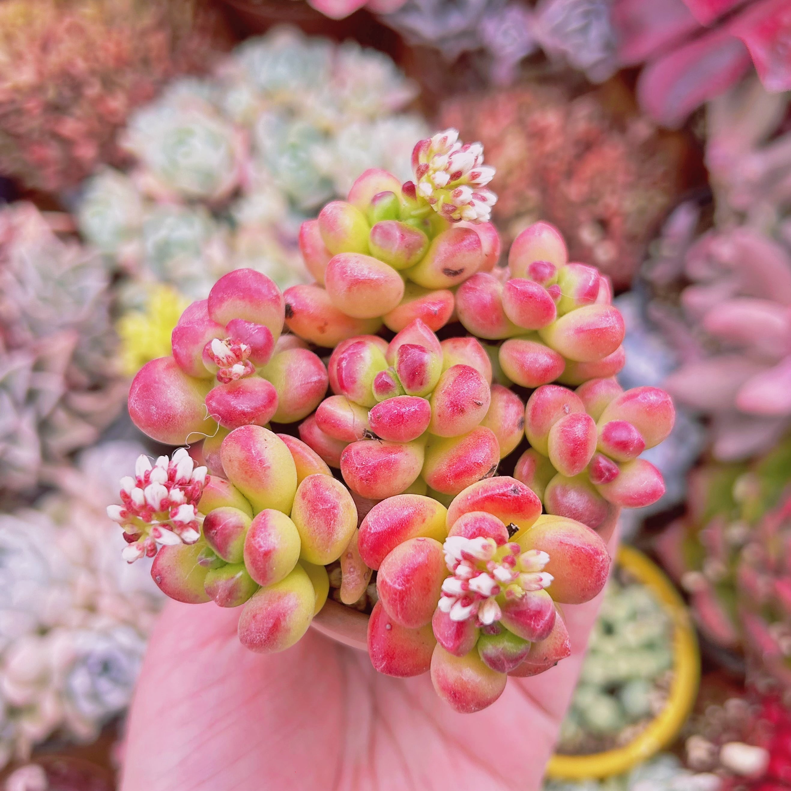 838現物 多肉植物 丸葉松の緑 | るる農園~多肉植物専門