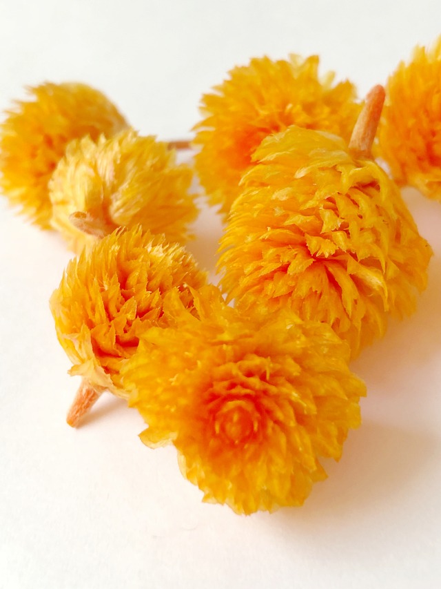 シェア花材☆千日紅 フルーティオレンジ