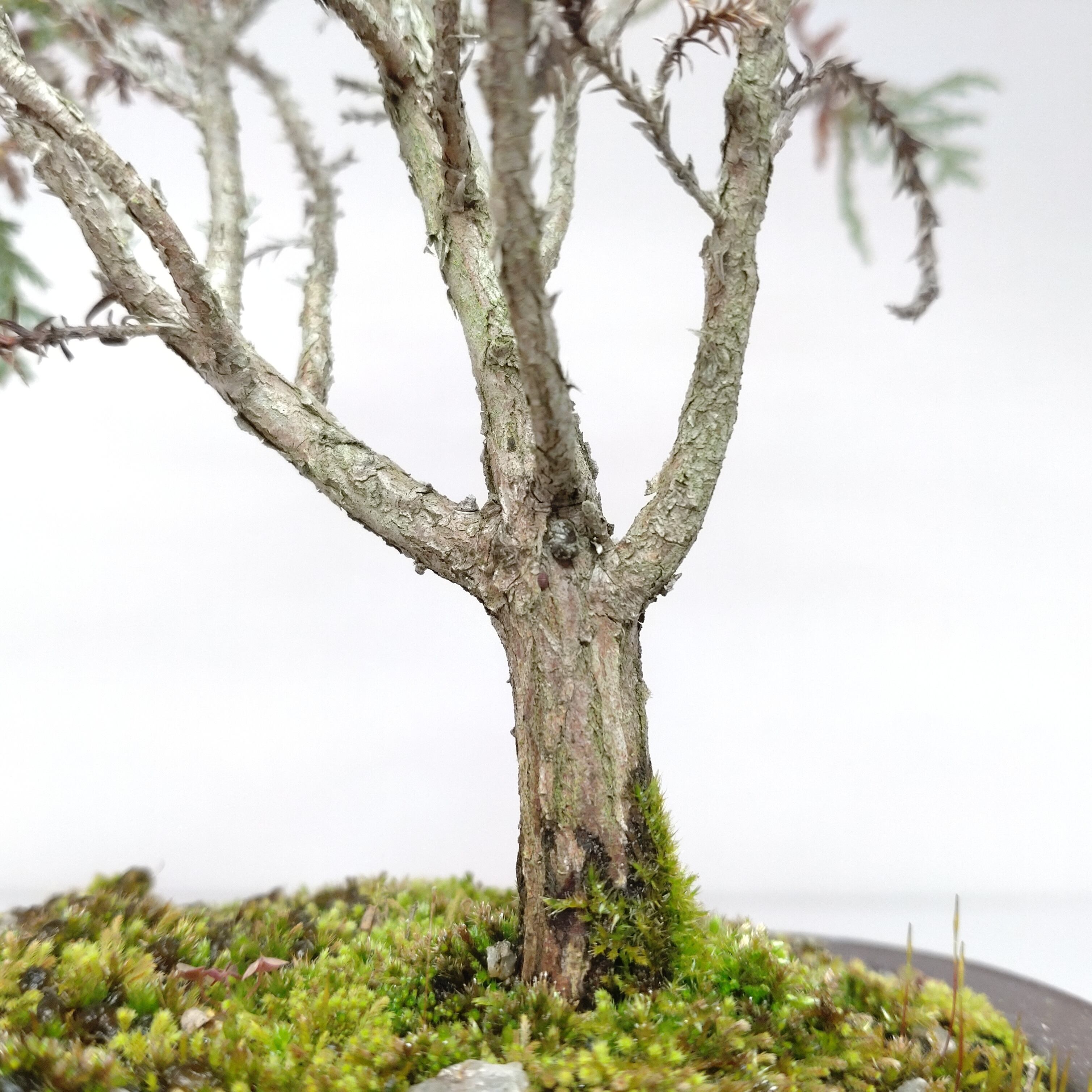 椹（サワラ）盆栽 SS016 | 盆栽創【Bonsaisou】