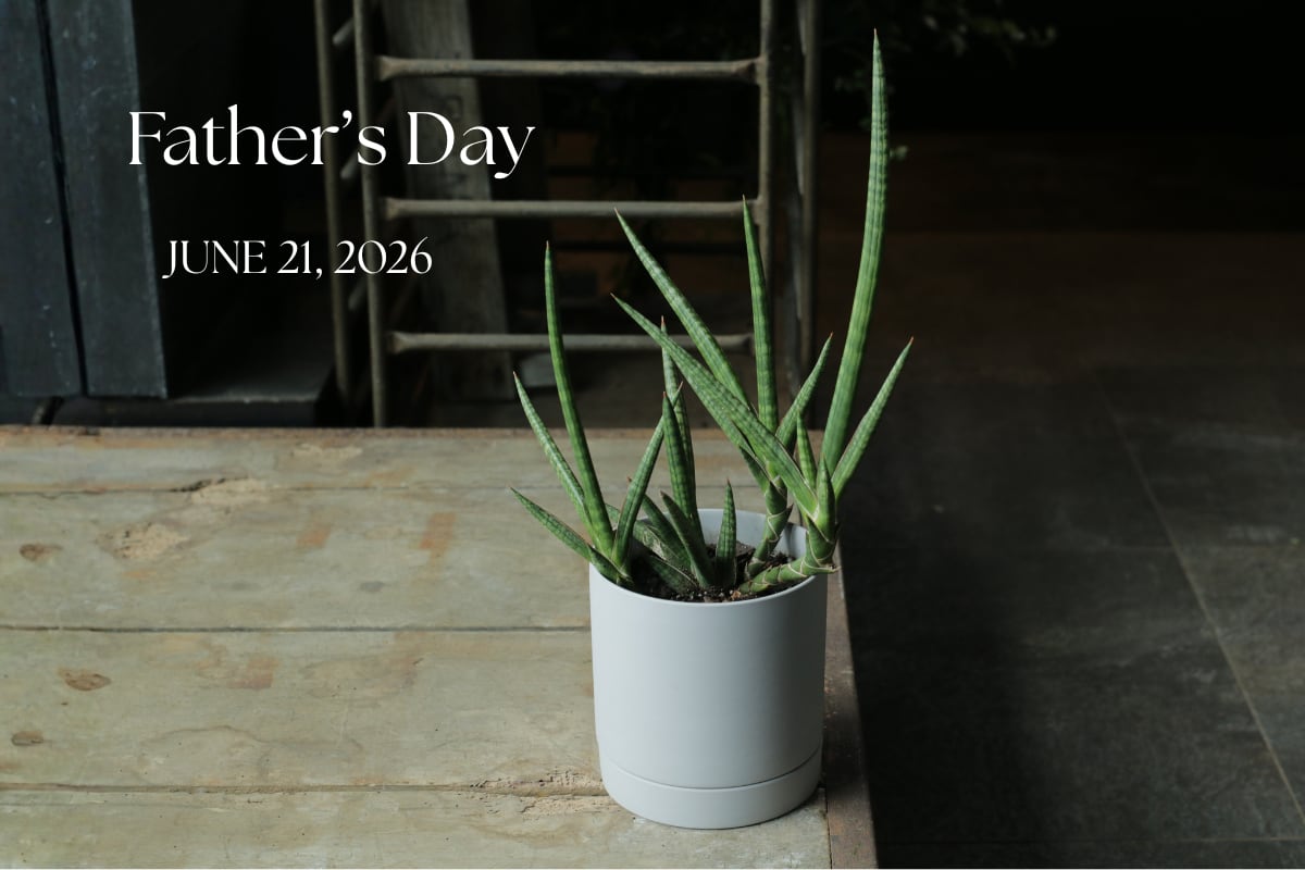 【父の日限定10個】サンセベリア モトムケニア|希少品種・子株付き|Father’s Day Gift 2026(札幌市内限定)