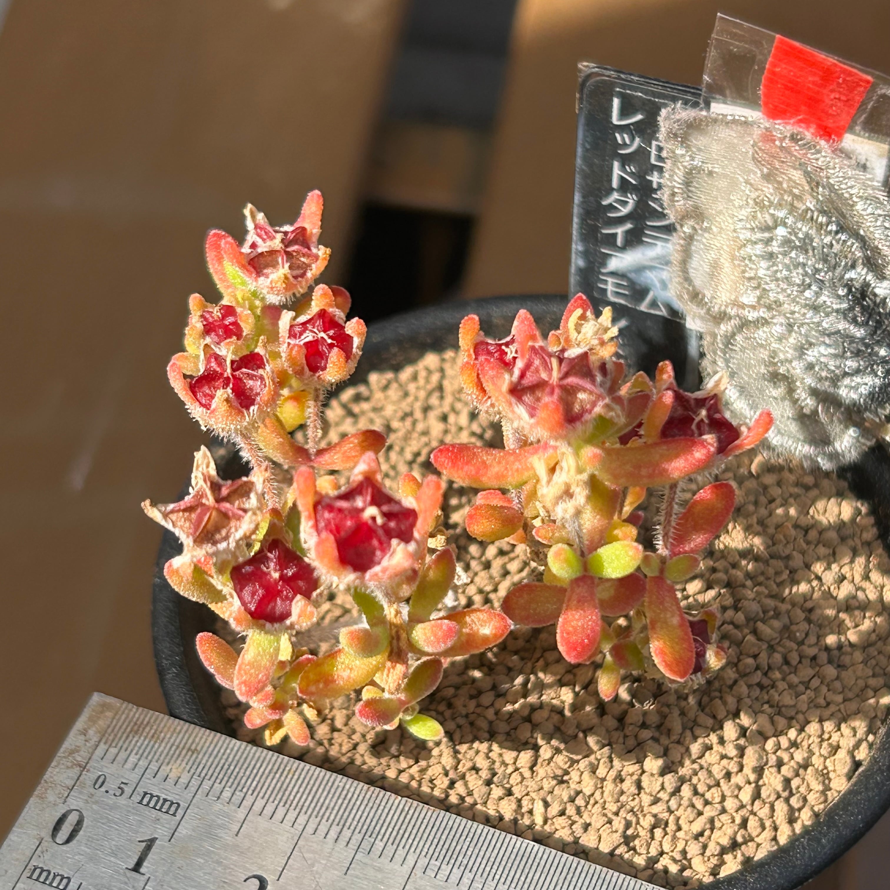 Top【選抜株】多肉植物　25389レッド　スウォン　63個　鉢無し/脱土 Top【選抜株】多肉植物 25389レッド スウォン 63個 鉢無し/脱土 Top【選抜