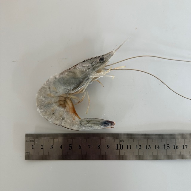 世界最高グレード「天使の海老」１ｋｇ（20/30尾）