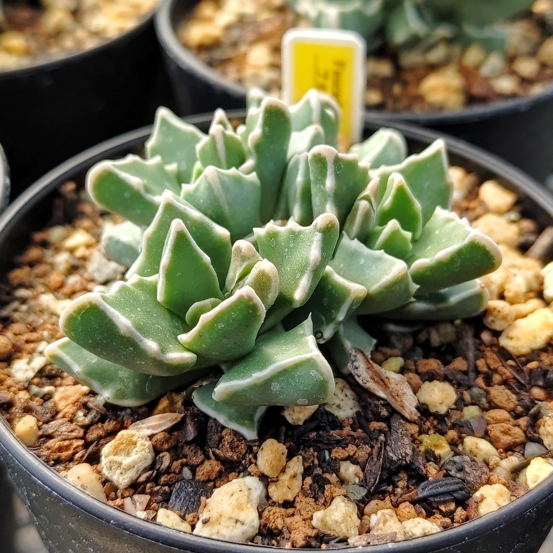 種子(少量パック)/30粒】Faucaria bosscheana “white flower