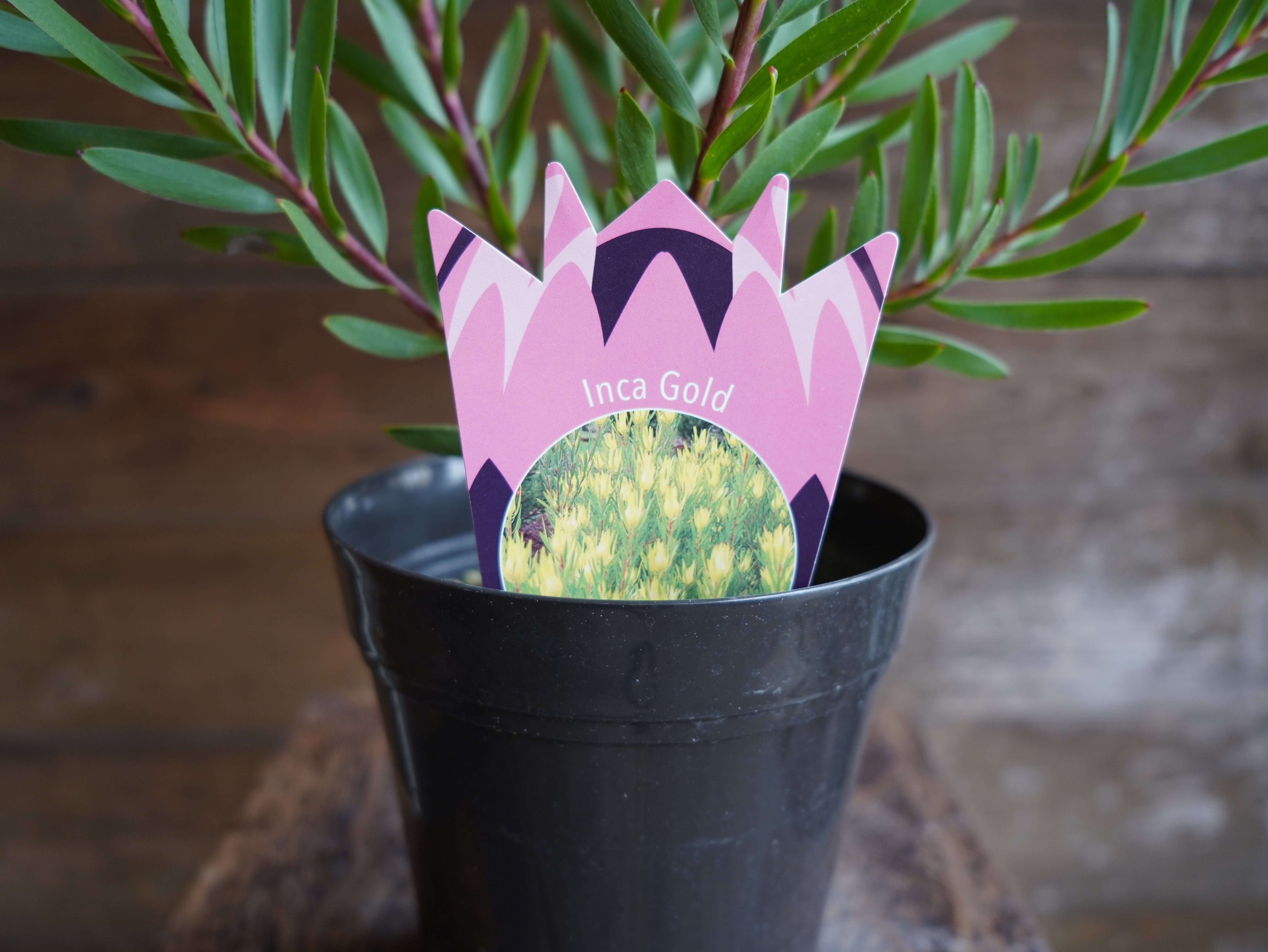 【現物】リューカデンドロン　”Inca Gold”