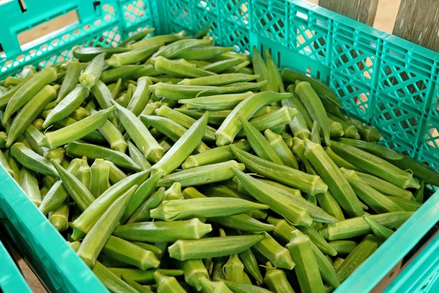 富里市産オクラ　1kg