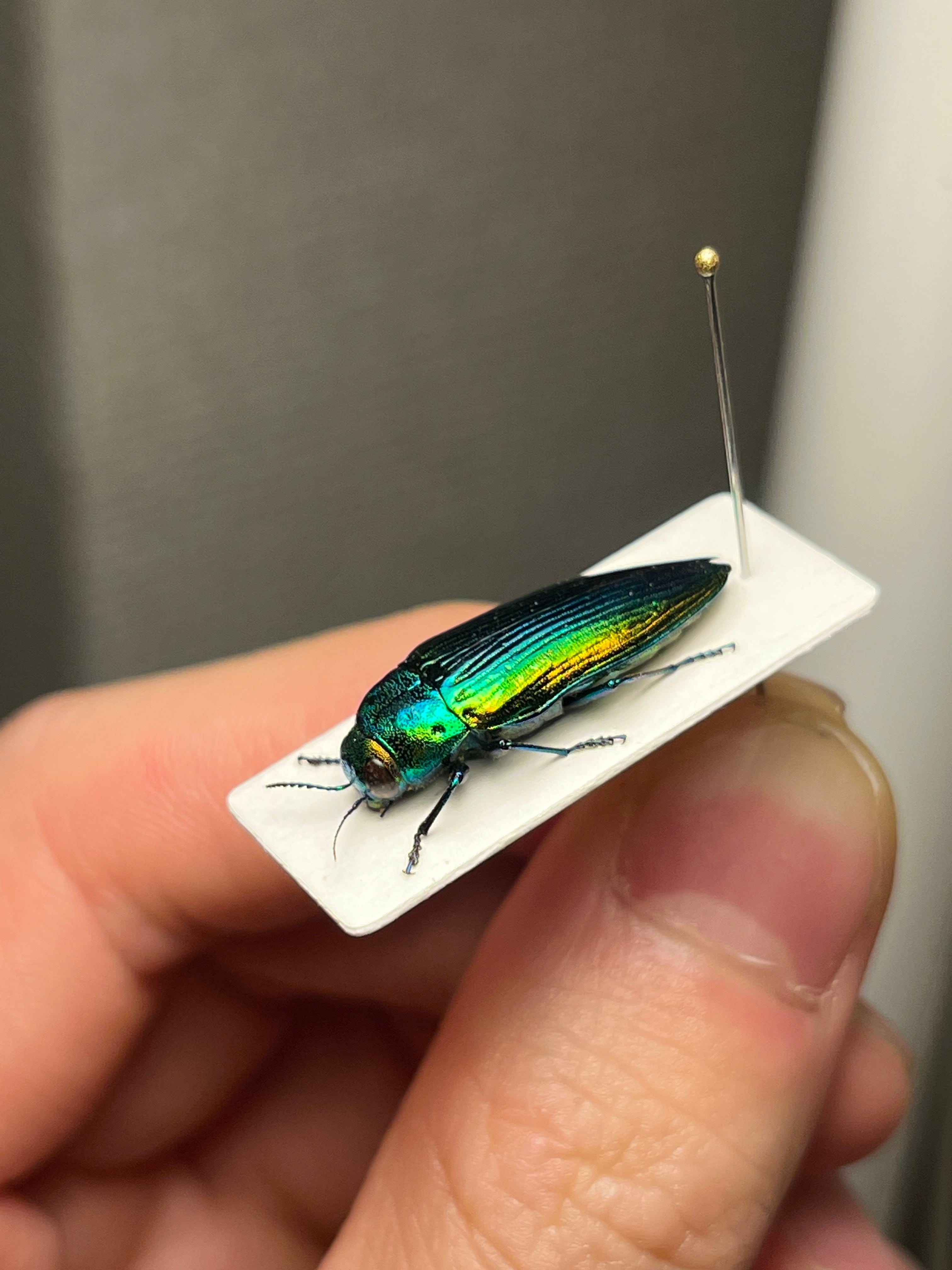 青玉虫最高峰】エゾアオタマムシ Bigサイズ 昆虫標本 コブハムシ