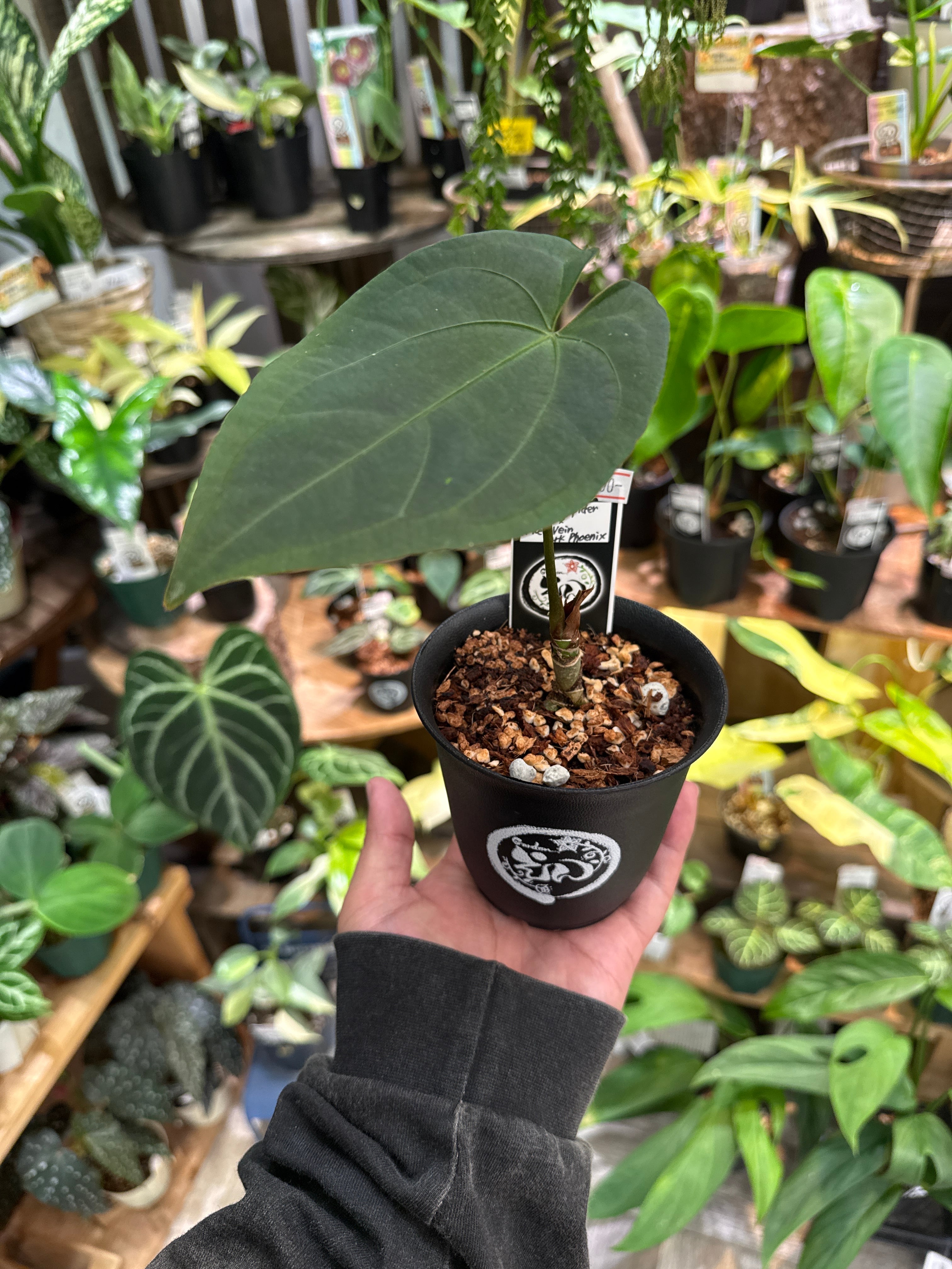 A. Red spider x Red Vein dark phoenix | Gardenえん 【観葉熱帯植物】