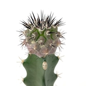 サボテン　コピアポア　黒王丸 紅疣斑　接木【405】