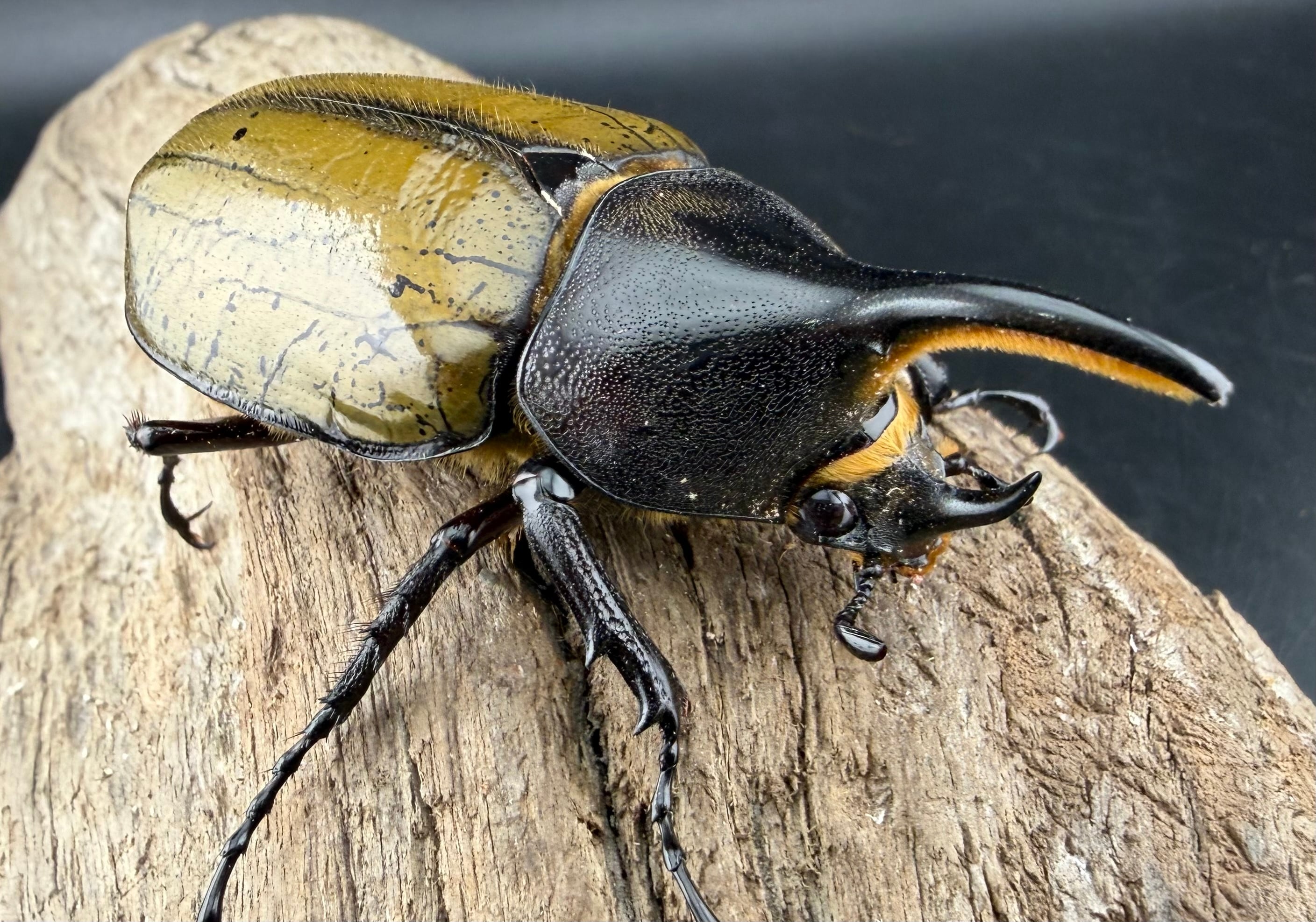 【匿名配送】ヘラクレス様 ヘラクレス・ヘラクレス 71mm ペア》 | KPW公式オンラインショップ