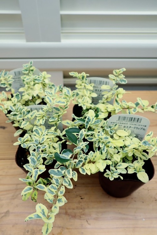 プリペット　『カスタードリップル』　３寸