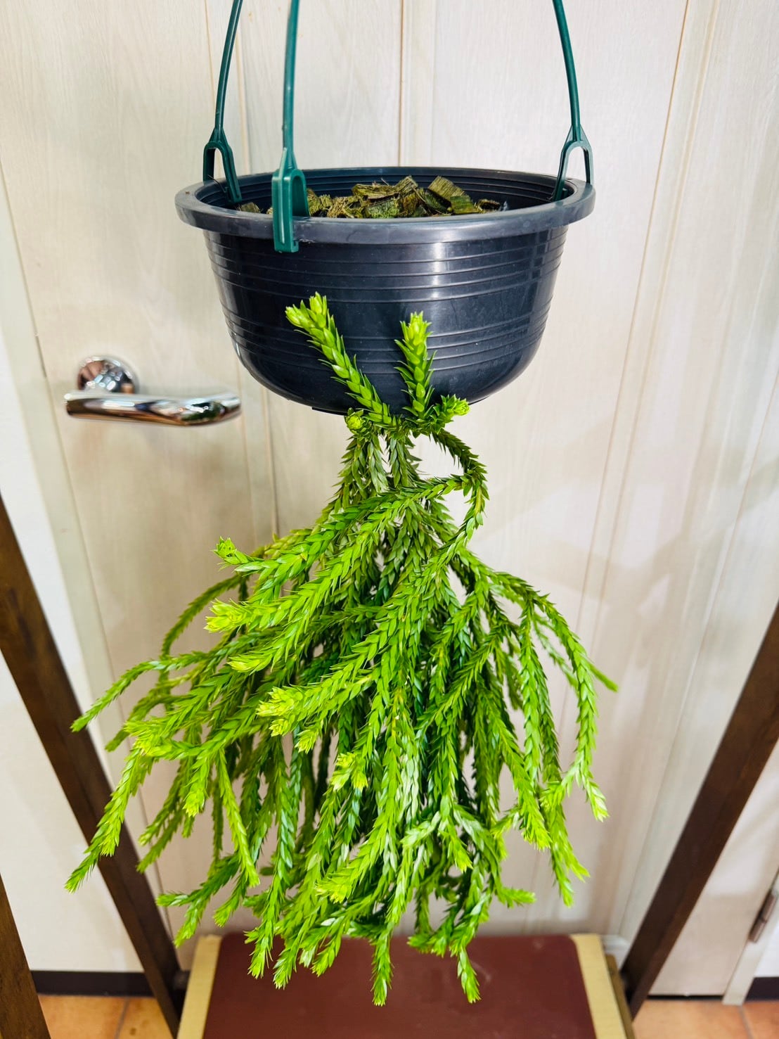 限定1鉢！フペルジア・トライアングルサトゥール6号 | 観葉植物と雑貨