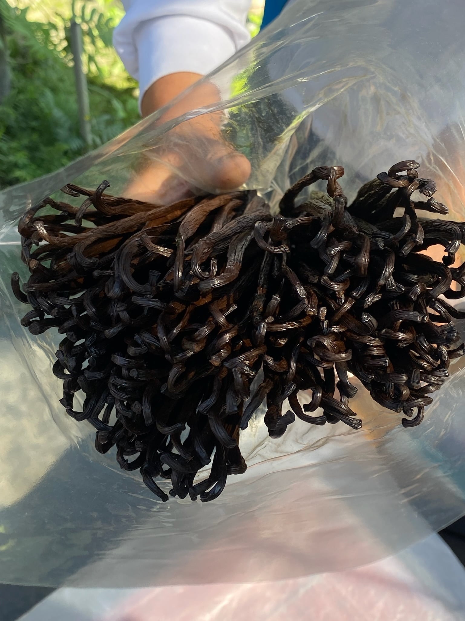 BonBon Vanilla】台湾産オーガニックバニラビーンズ Aグレード・お買得