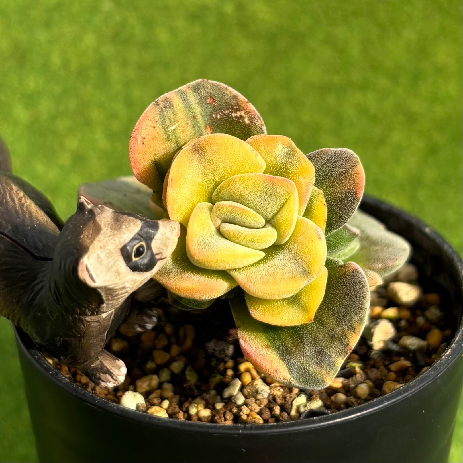 多肉植物　発泡プランター（大）② 初心者向け多肉植物の室内越冬完全ガイド｜冬の室内管理ポイント