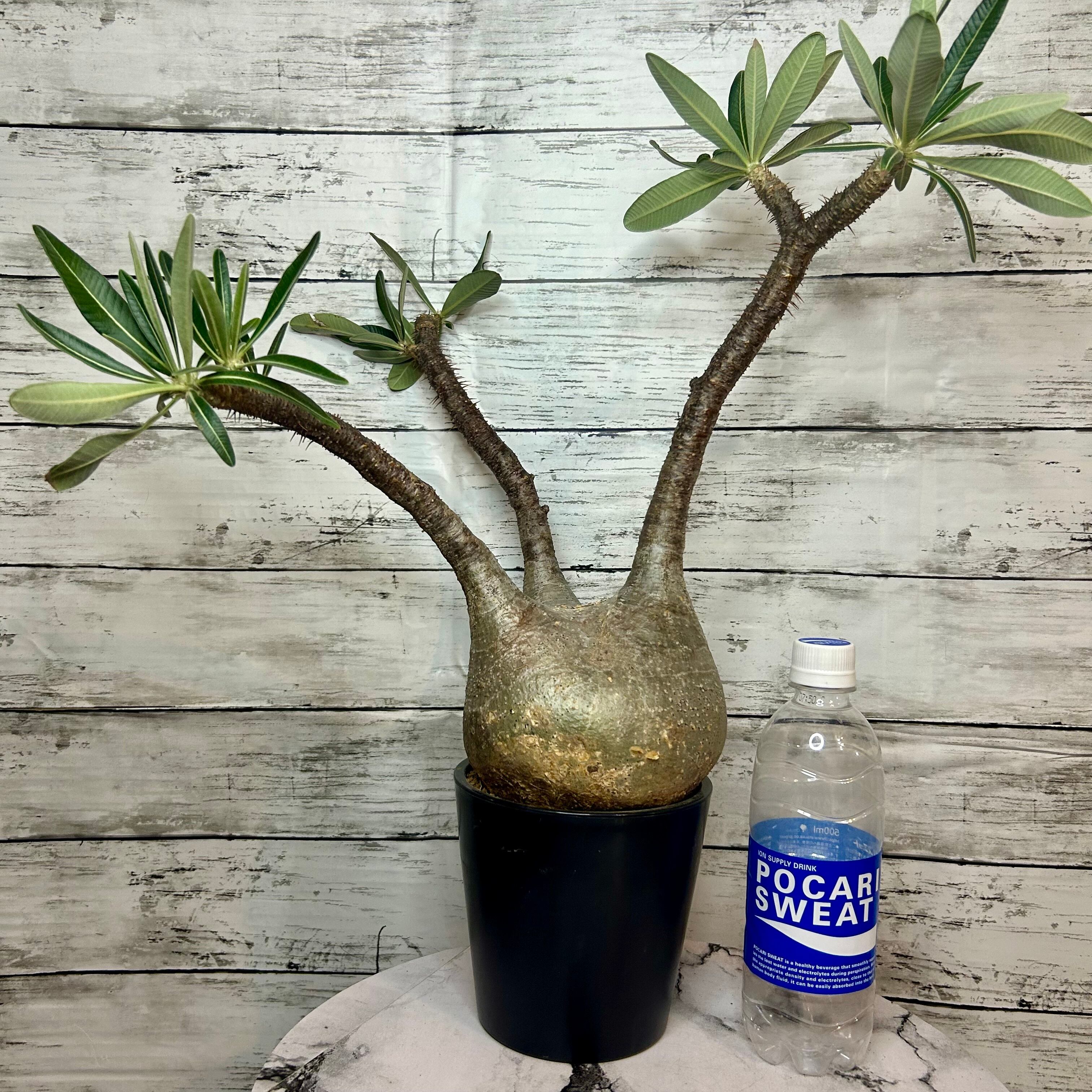 発根済みグラキリス パキポディウム：グラキリス（発根済み・現地球